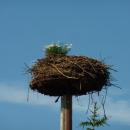 Ciconia ciconia nest in Giżycko